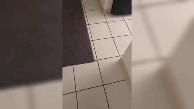 Cat dieing