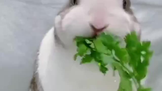 A little rabbit who likes to eat grass