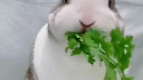 A little rabbit who likes to eat grass
