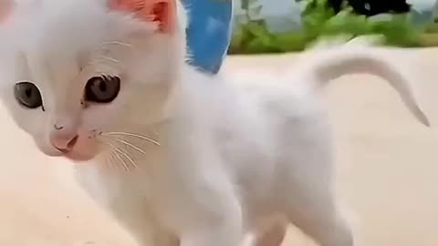 Cutest cats