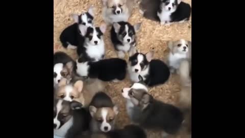 FUNNY ANIMALS VIDEOS - 003