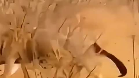 Popular videos(amazing video) 2021