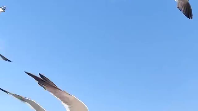 Seagulls are lovely; may the days be as clear as the sea