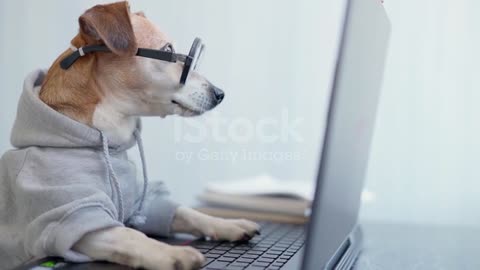 Smart dog using computer. stock video