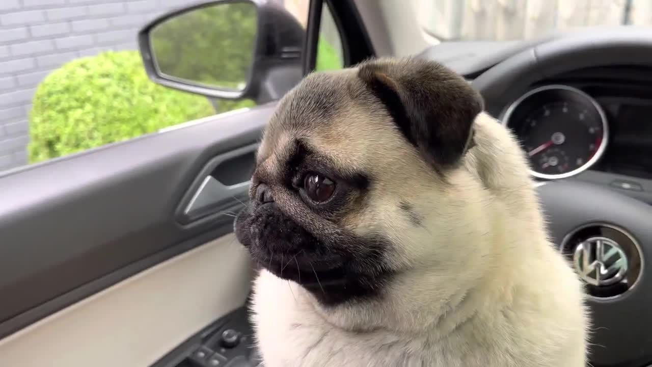 pug howling