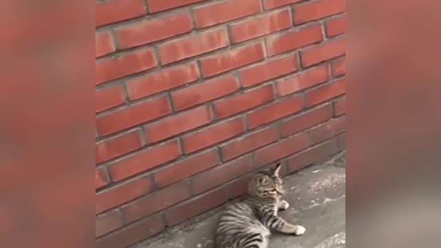 funney cat fail down