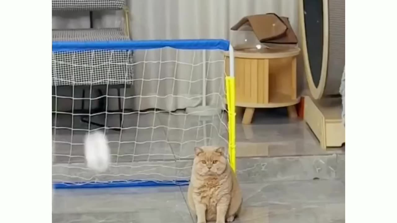 Cute Cat Thinks He's Ronaldo! Funny Football Skills!