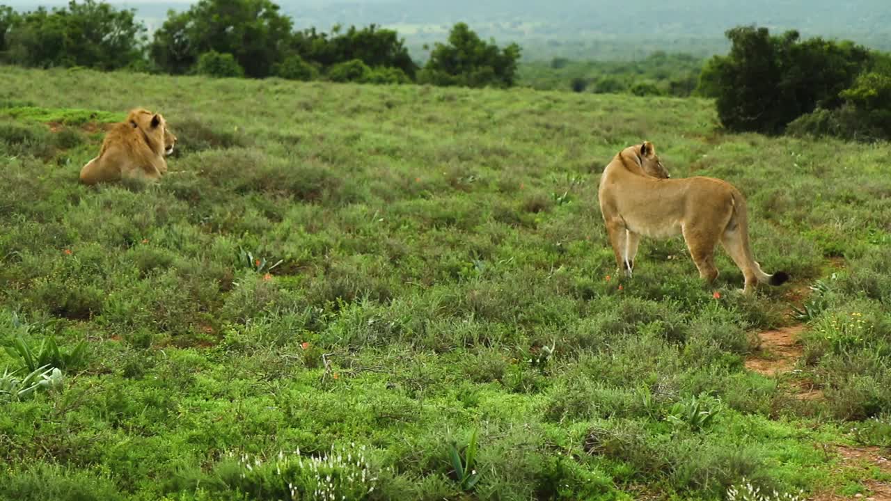 Hungry lion walks searching in the forest