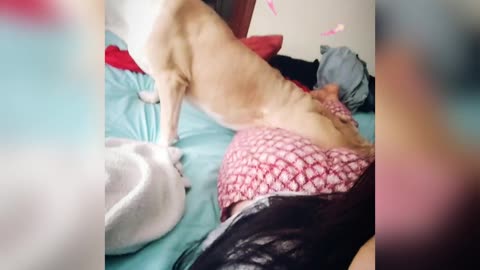 😂 Silly and Cute Dog Likes to stretch on her Owner 😍