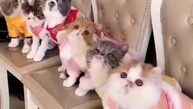 Funny and cute cats dancing 2021