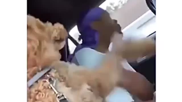 Dogs have no chill