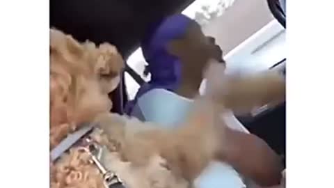 Dogs have no chill