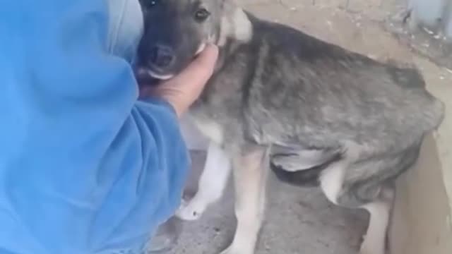 Dog Cries Every Time He's Touched — Until He Meets This Woman | The Dodo