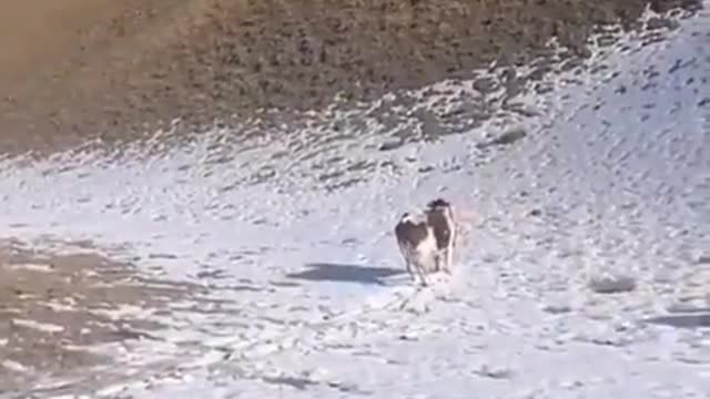 Cow Sliding down in Hill