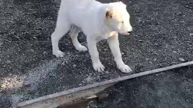 Central Asian shepherd puppy - Sofa