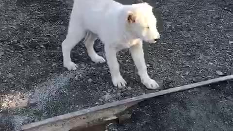 Central Asian shepherd puppy - Sofa