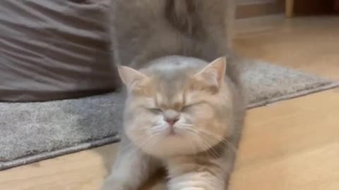 Cats stretch after waking up