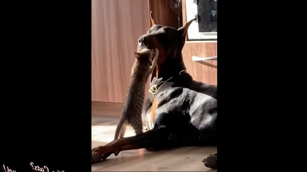 Funniest Cats And Dogs Video 056