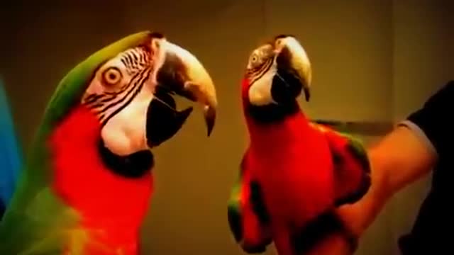 Funny Parrot says Hello!
