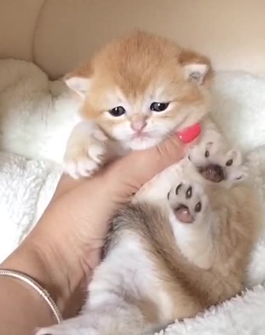 Sweet little kitty ❤️🧸