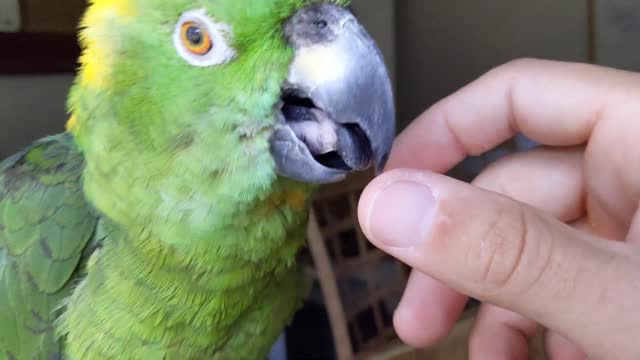 Parrot, Yellow-Naped Amazon lovingly bites