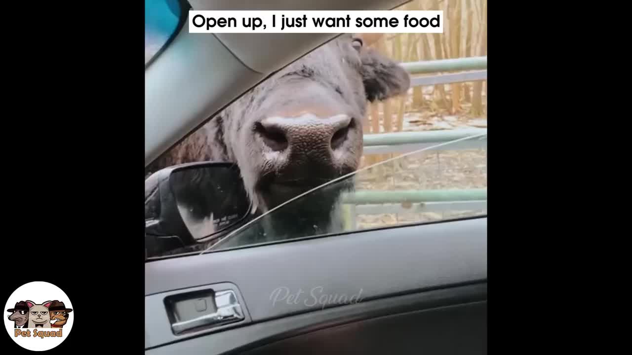 impossible not to laugh with these smart animals