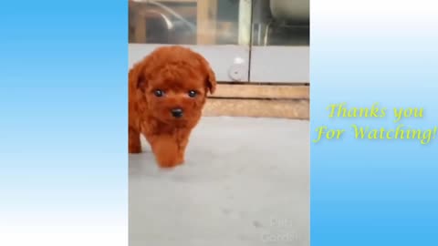 Cute Animal Video.