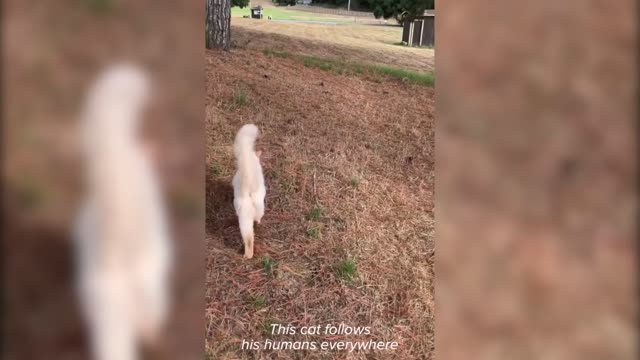 Adorable Adventure Cat Loves Hiking and Starbucks Trips