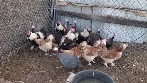 Salmon Faverolles and Pearl Guineas