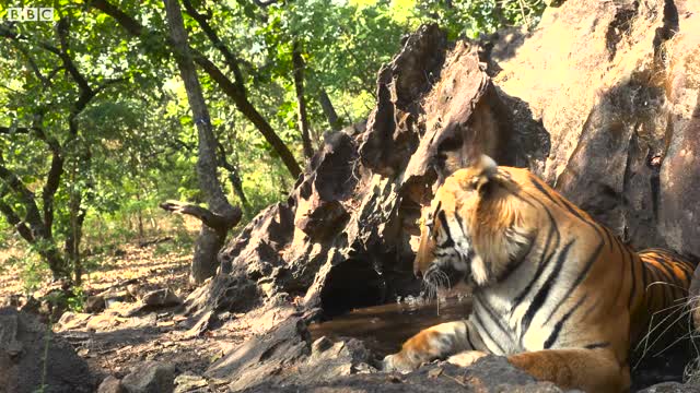 Tiger Cub Meets Her Father for the First Time | 4K UHD | Dynasties | BBC Earth