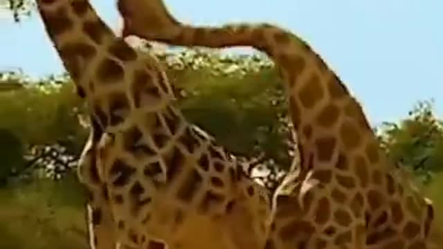 Tow giraffe🦒 fight