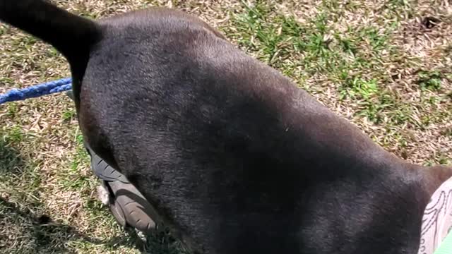 Robbie Smith Msu Bully Kennel Aliendawgs Bloodline