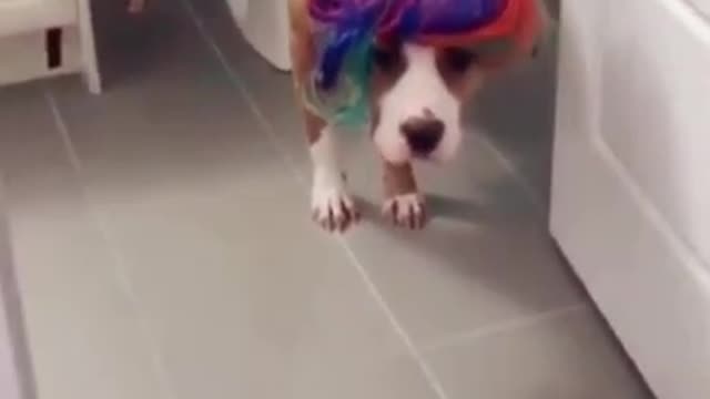 Smart Dogs Using Toilet 😅 - Funny Animal Videos 2021 😅