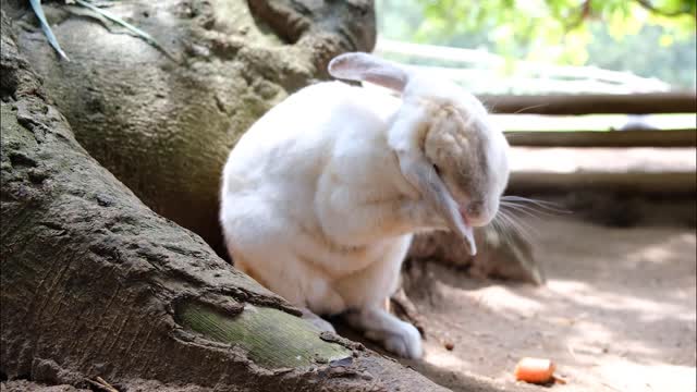 Cute bunny video