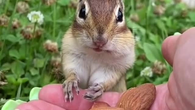 Awesome Funny Pet Animals Videos