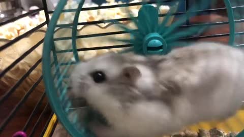 Cute hamster 🐹🐾🐾