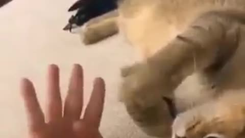 Cute cats videos around the world#10