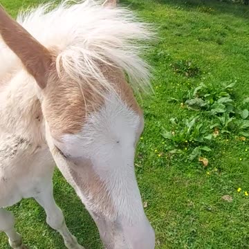 Peace Natur Enjoy Soul Language Light-Language Seelensprache