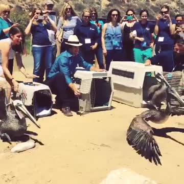 Actor Ian somerhalder