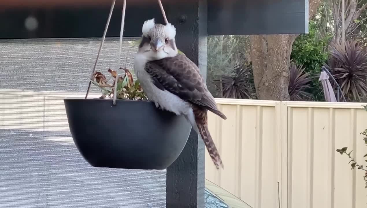 Our little one loves her swing ❤