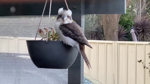 Our little one loves her swing ❤