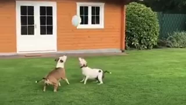 Dog funny moments in time