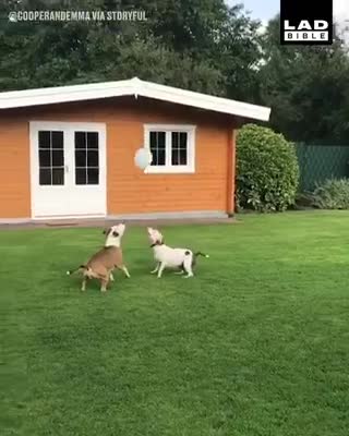 Dog funny moments in time