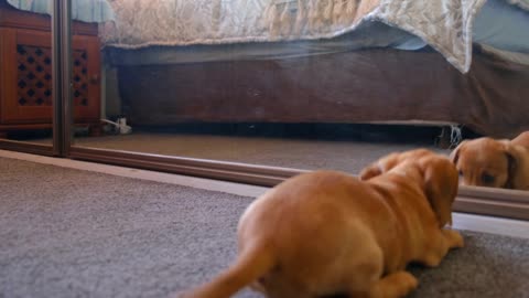 Cute puppy playing infront of mirror.#rumble