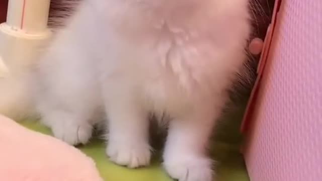 Baby Cats😘 - Cute and Funny Cat Videos Compilation #16 | Cutesty Life