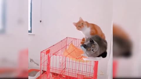 ❤🔥CUTE AND FUNNY Cats🍃🔥