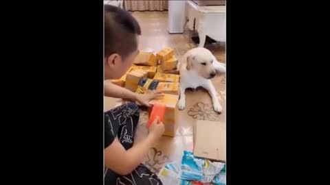 You will laugh at these DOGS Funny DOG