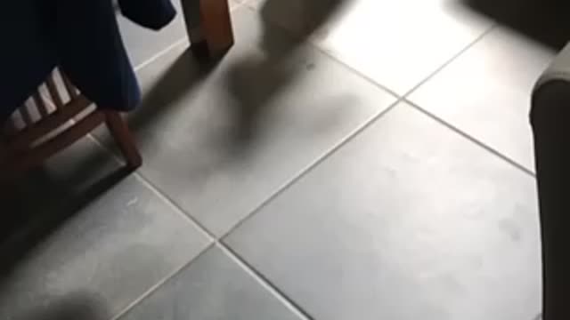 Smart doggy decides to walk himself