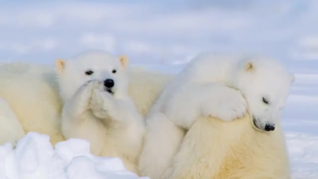 Having recently broken out of the den with their mother