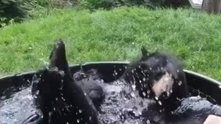 A bear enjoying its bath